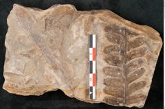 Foto (Detailansicht) von Neuropteris pteroides Goeppert (NHMW-GEO-2024-0188-10672)